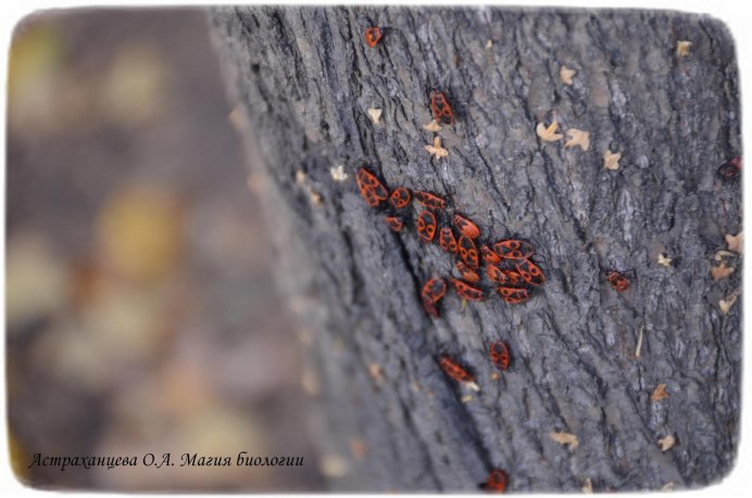 Божья коровка группа фото