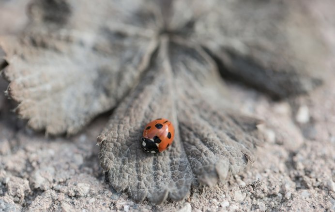 Насекомые прячутся осенью