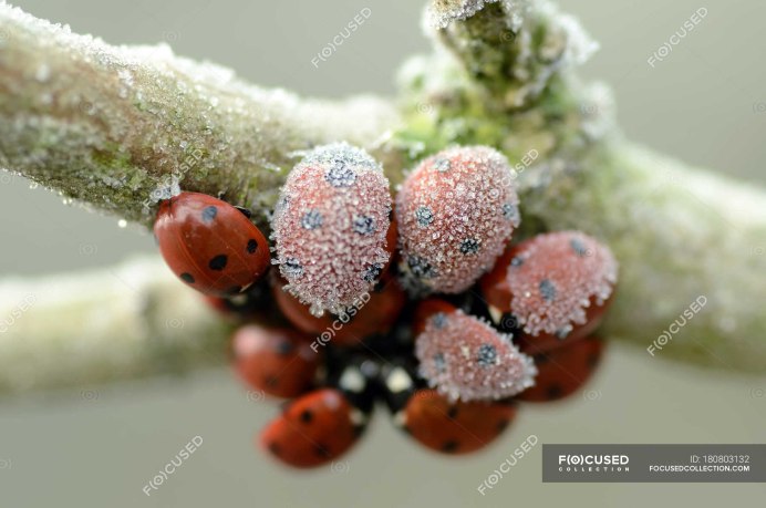 Насекомые под корой деревьев