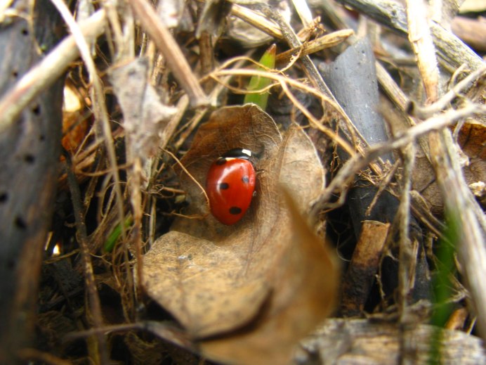 Насекомые на снегу