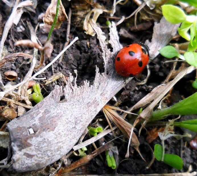 Насекомые на снегу