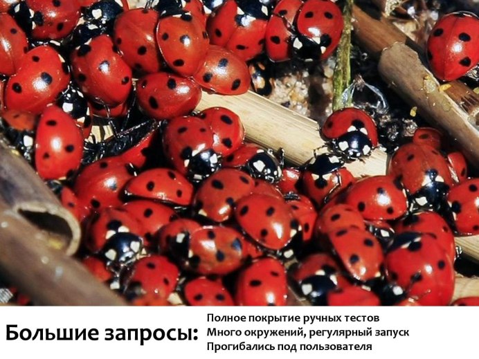 Букашки Божья коровка