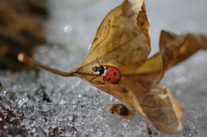 Насекомые на снегу