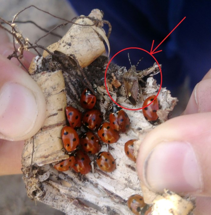 Зимовка Божьих коровок