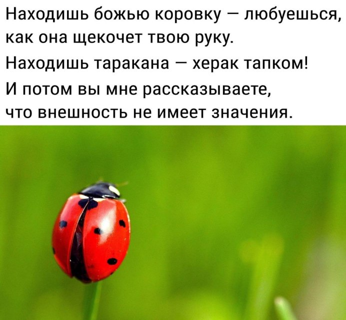 Много Божьих коровок