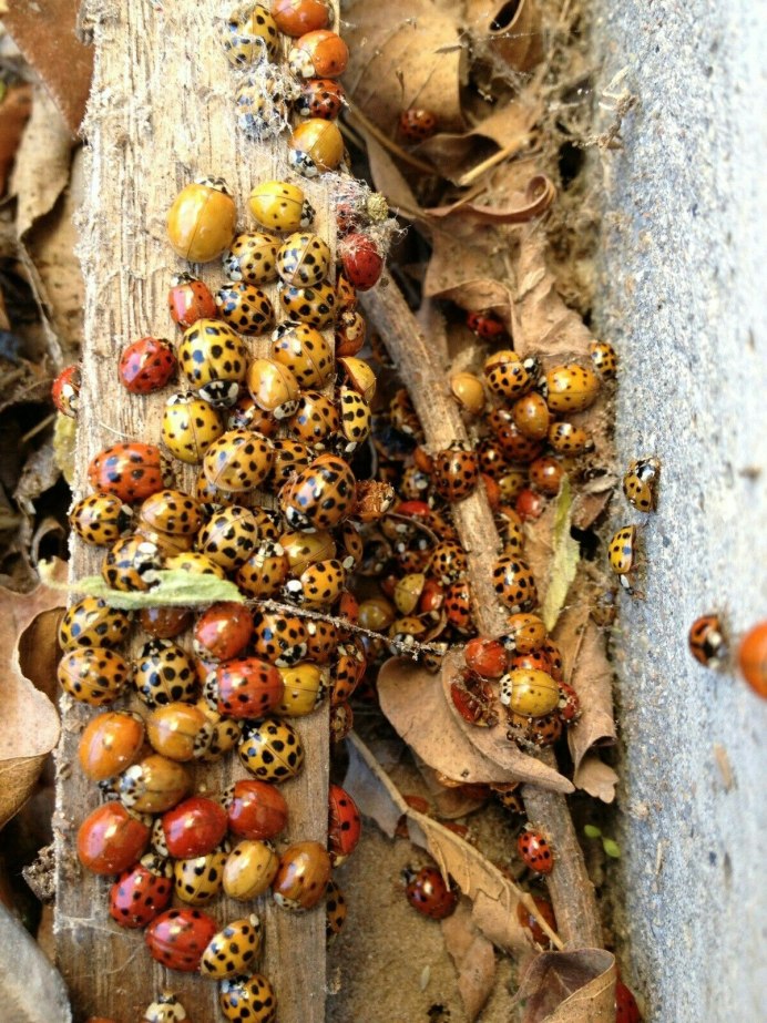 Божьи коровки