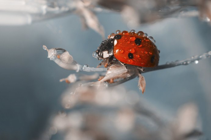 Насекомые осенью