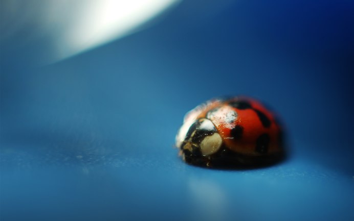 Насекомые осенью