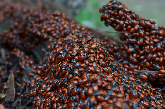 Божья коровка весной