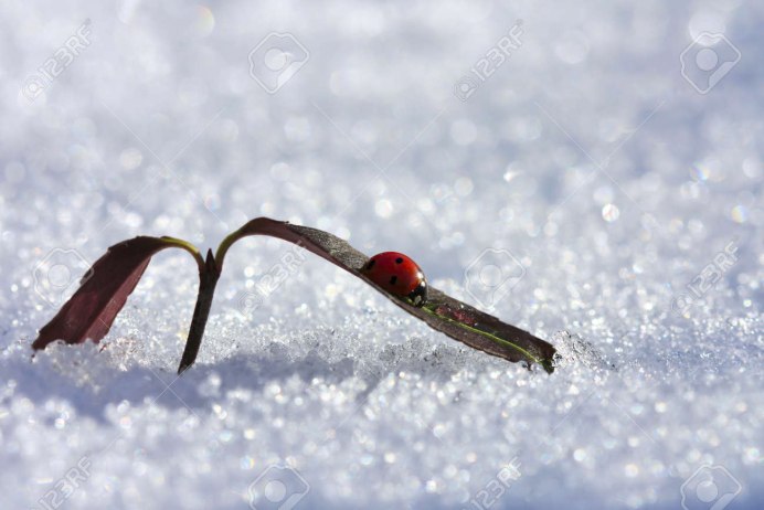 Красный пальмовый долгоносик