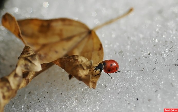 Диапауза у насекомых