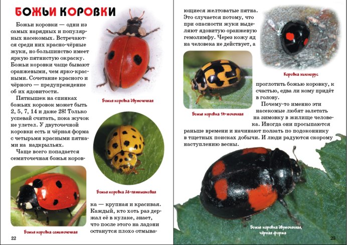 Божьи коровки зимуют