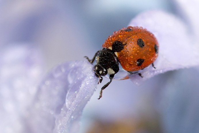 Божьи коровки
