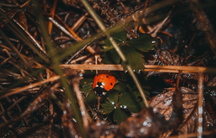 Зимовка Божьих коровок