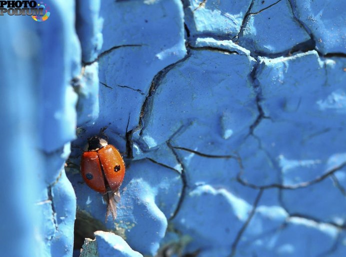Божьи коровки зимуют