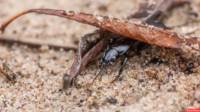 Нашествие Божьих коровок