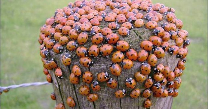 Сколько лапок у Божьей коровки