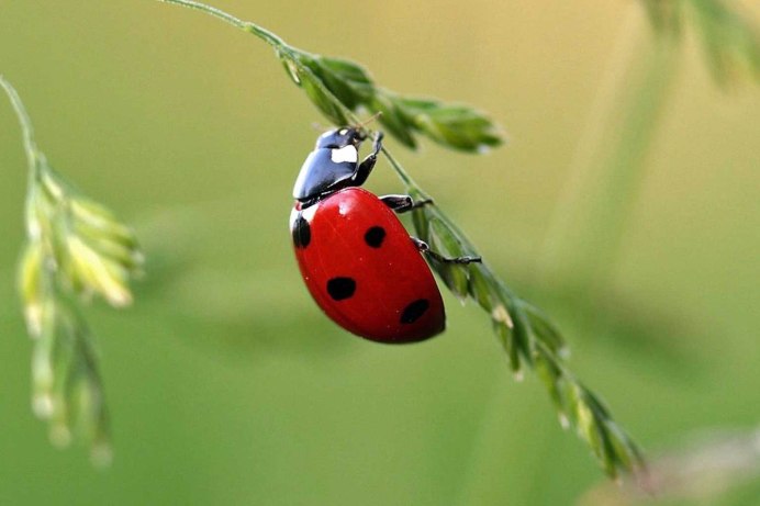 Насекомые зимуют