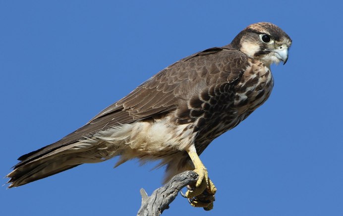 Falco biarmicus