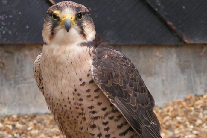 Jagdfalken