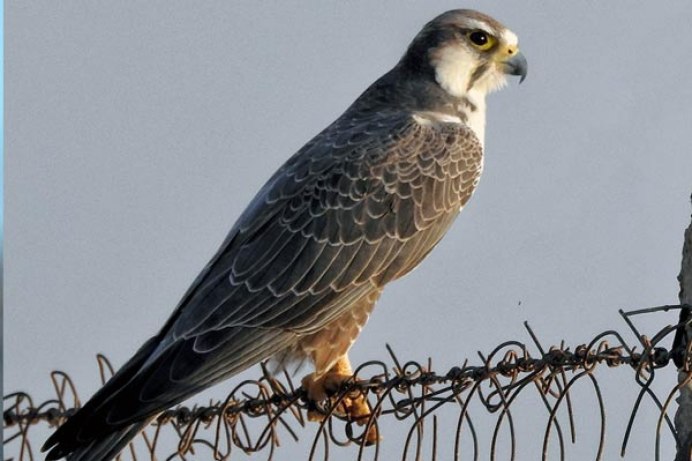 Falco biarmicus