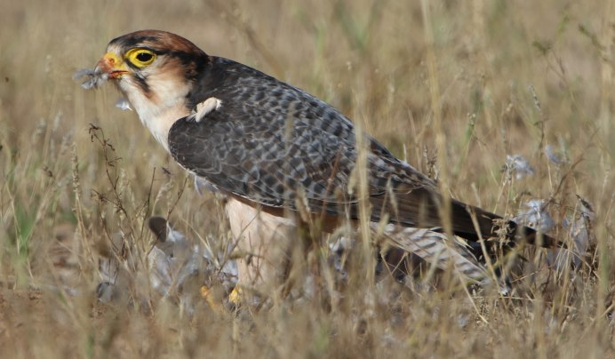 Ланнер (Falco biarmicus)