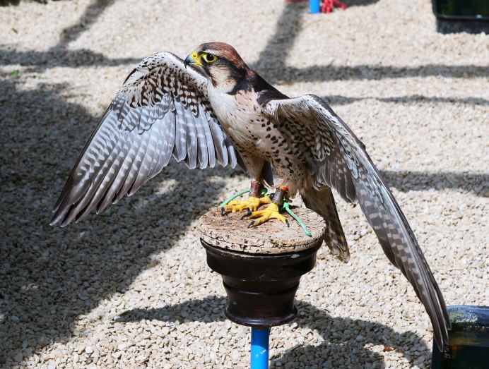 Lanner Falcon
