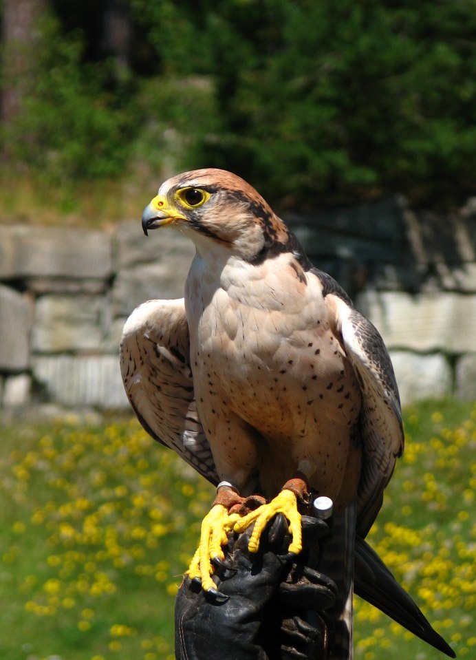 Ланнер (Falco biarmicus)
