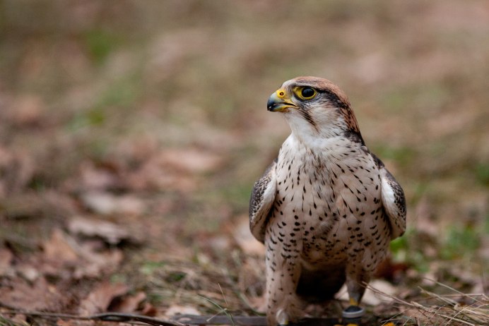 Falco deiroleucus