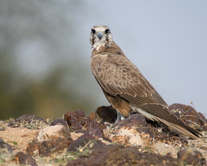 Ланнер (Falco biarmicus)