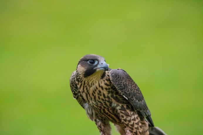 Falco biarmicus