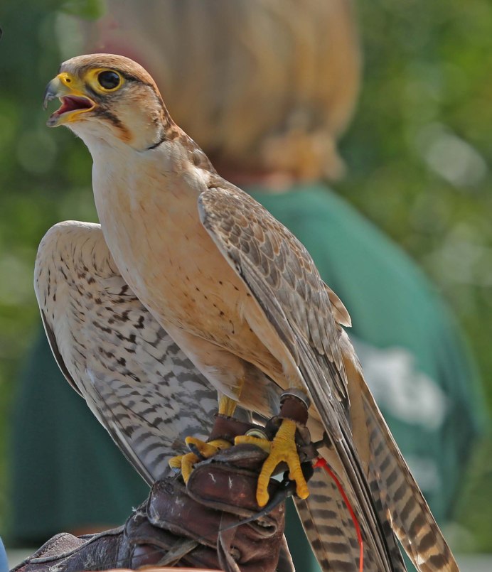 Falco biarmicus