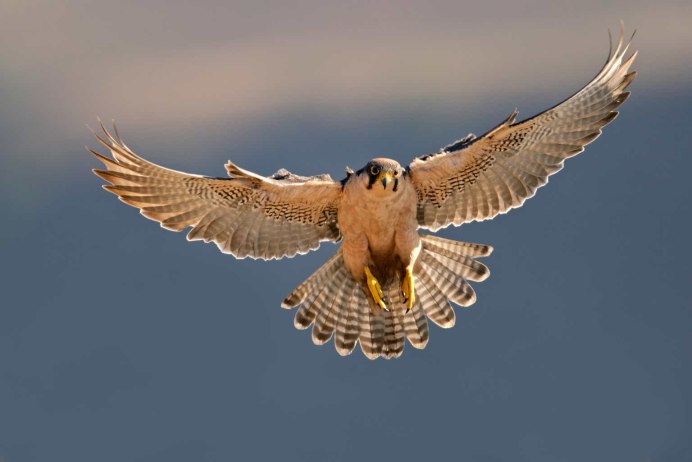 Falcons rare