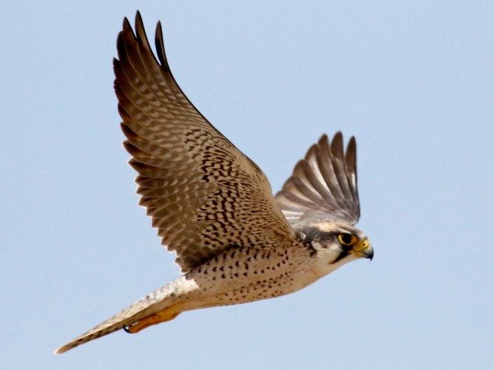 Falcon Fly