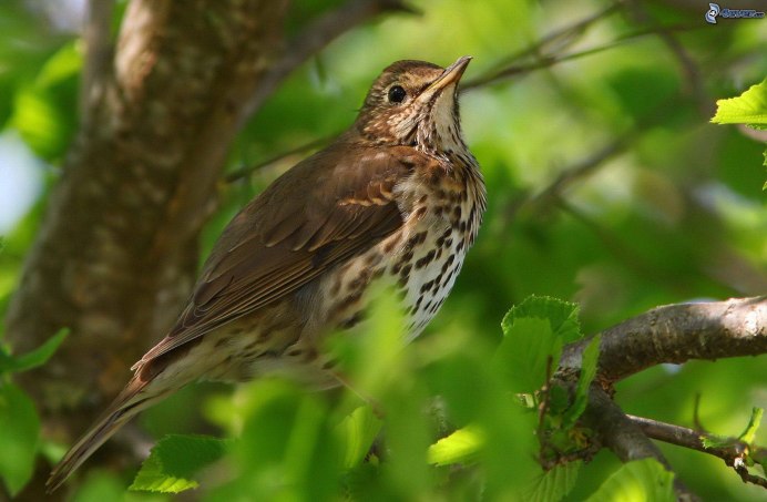 Дрозд Науманна (turdus naumanni)