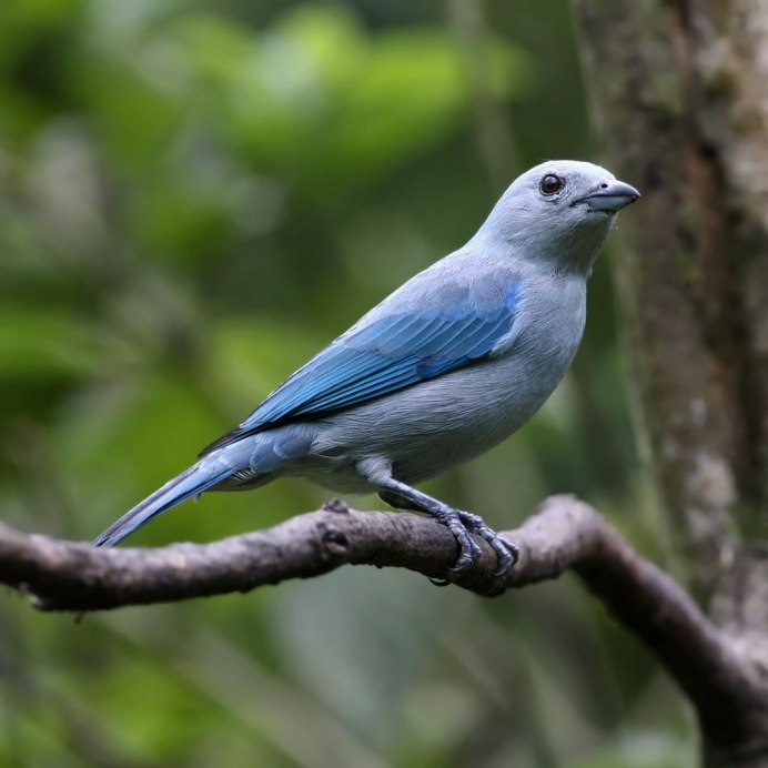 Cyanolyca x dalhousiae