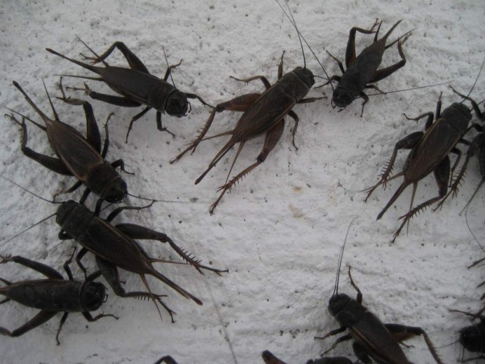 Радужный кузнечик Dactylotum bicolor