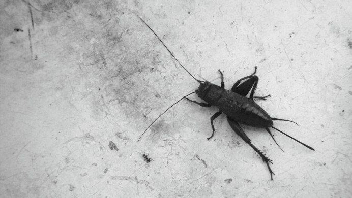 Сверчки Gryllus bimaculatus