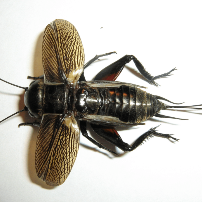 Giant Weta