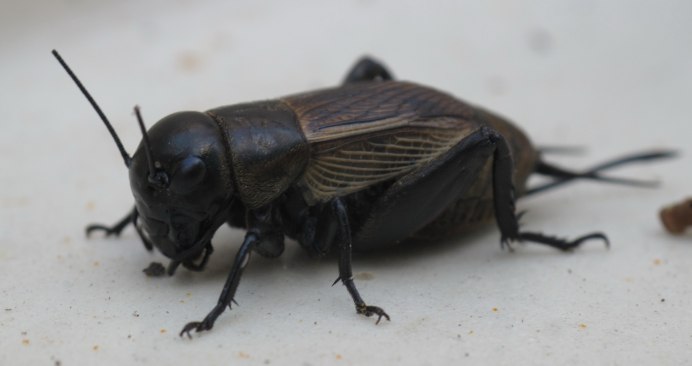 Двупятнистый сверчок (Gryllus bimaculatus)