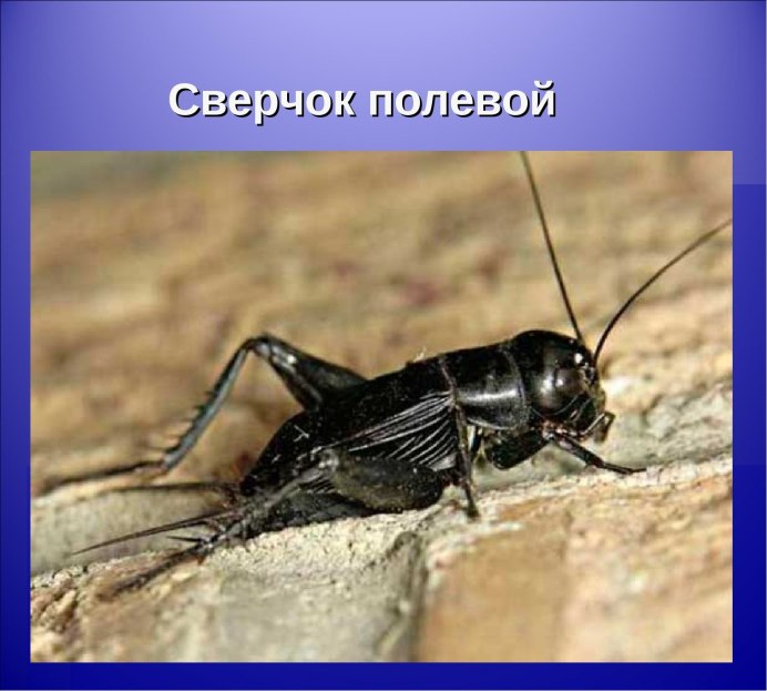 Черные жуки сверчки