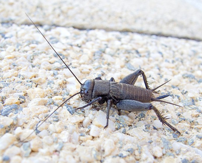 Gryllus Campestris