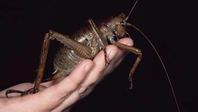 Кузнечик амбликорифа