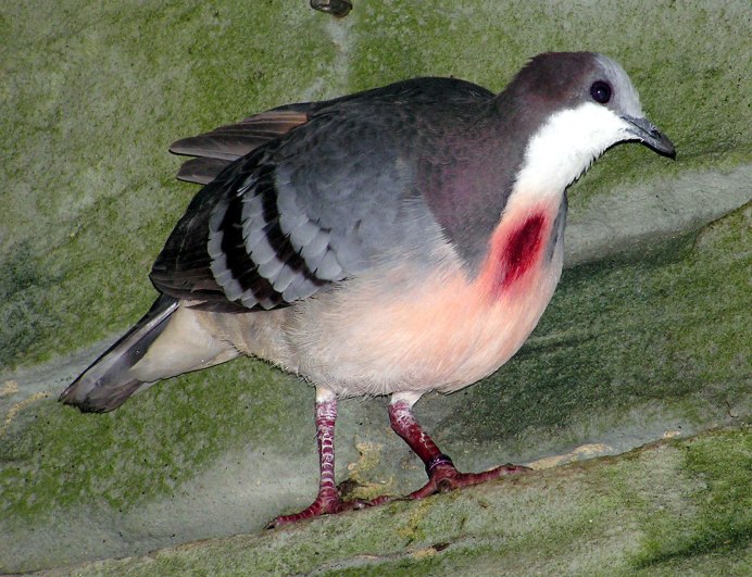 Клинтух (Columba Oenas)