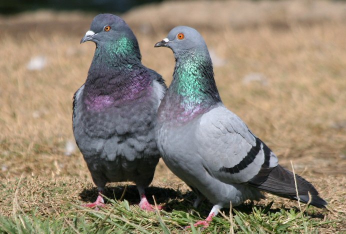Клинтух (Columba Oenas)