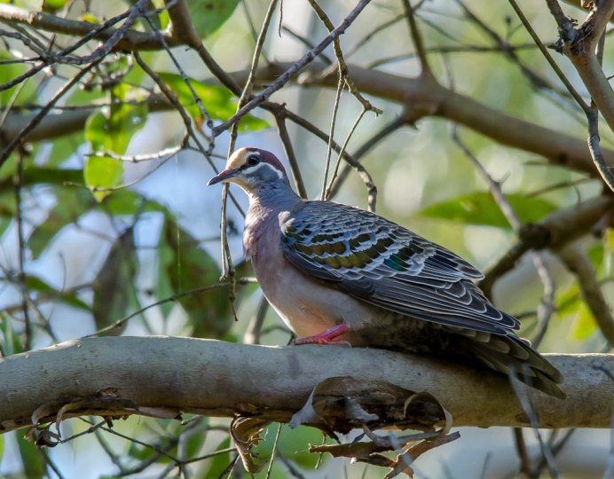 Белогрудый голубь Columba