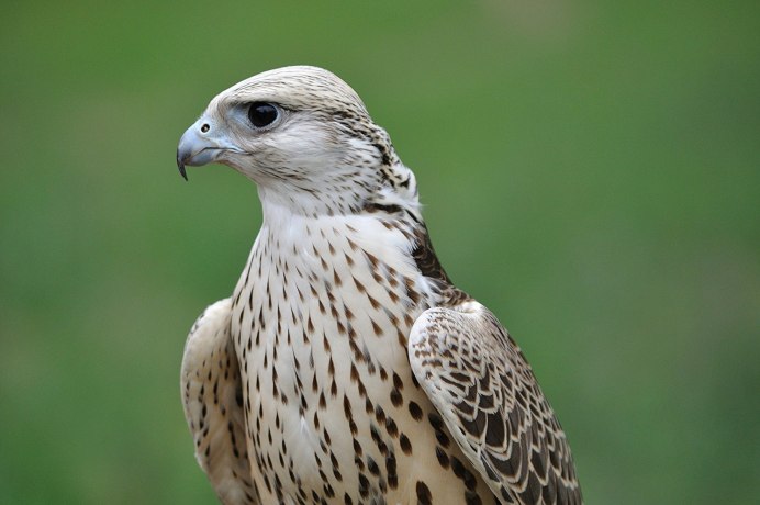 Тетеревятник (Accipiter gentilis)