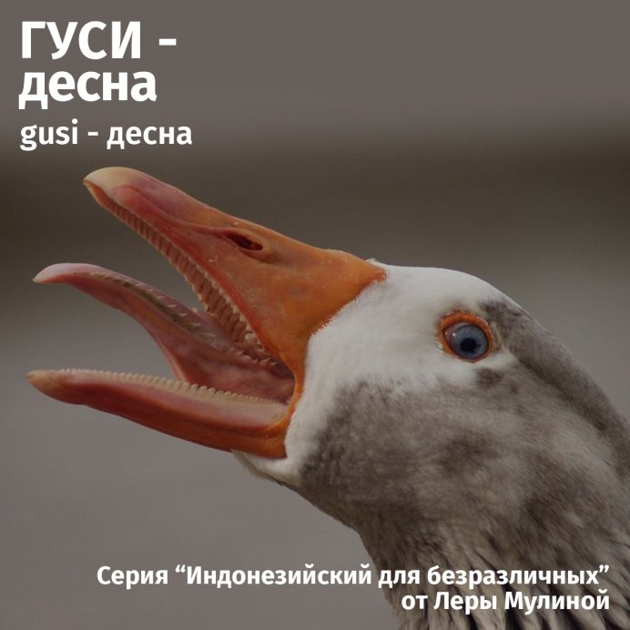 Гусиный клюв