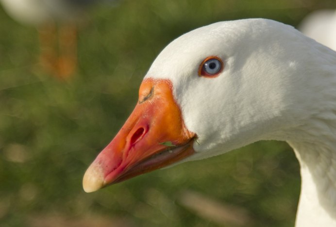 Серый Гусь клюв