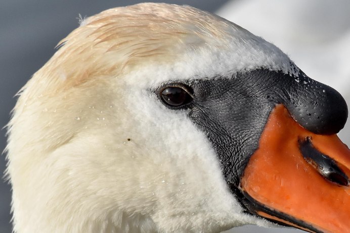 Открытый клюв